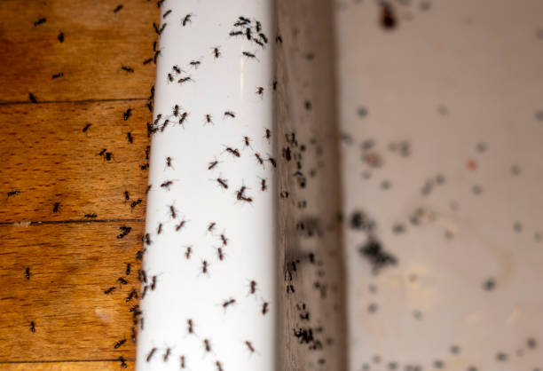 Best Affordable Pest Control Services  in Weimar, TX